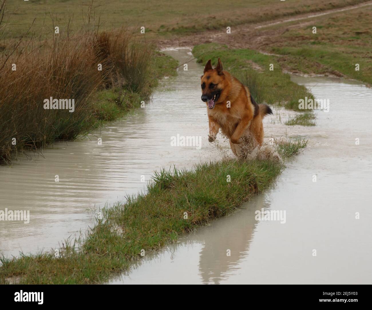black and tan german shepherd alsatian running along a strip of land with water either side Stock Photo