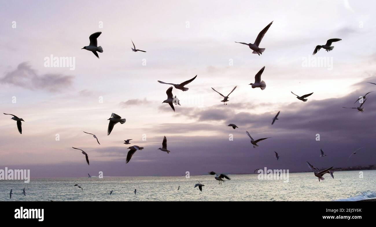 Nice, France - January 2018: Flock of seagulls on the seafront silhouetted against the sky at dusk Stock Photo