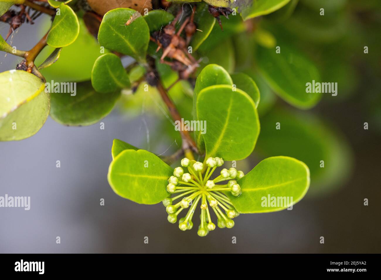 River Mangrove plant in flower Stock Photo