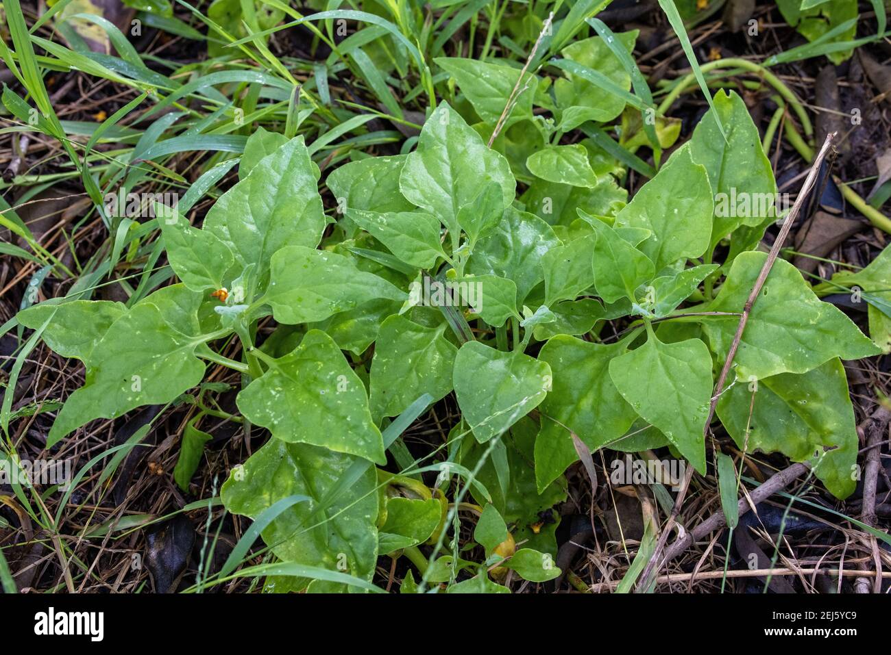 New Zealand Spinich Stock Photo