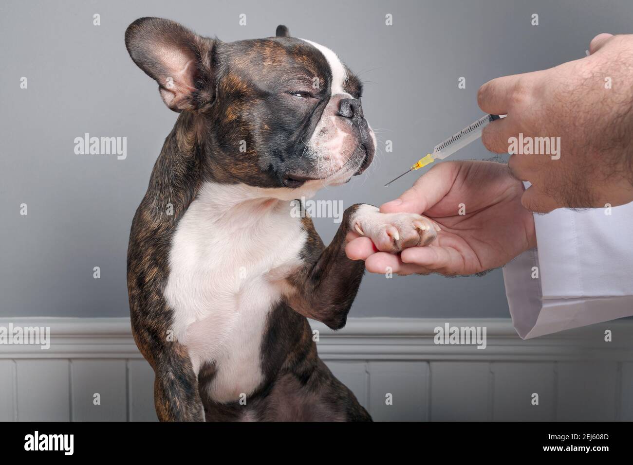 Veterinary doctor before inject antiparasitic vaccine to dog boston terrier with syringe portrait Stock Photo