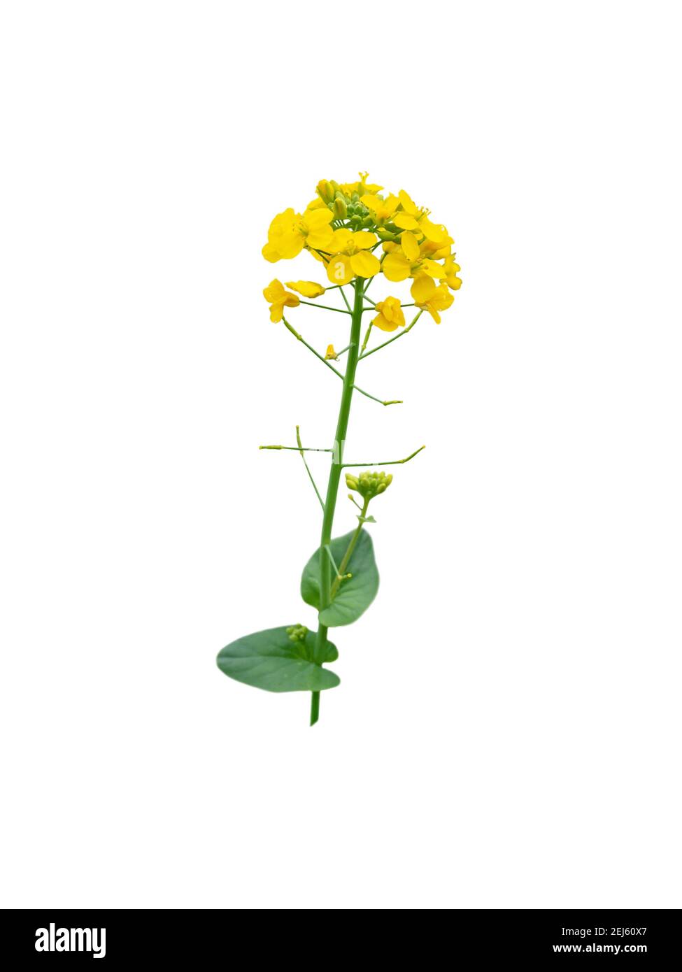 Rapeseed or canola flowering branch isolated on white. Brassica napus plant with bright-yellow flowers. Stock Photo