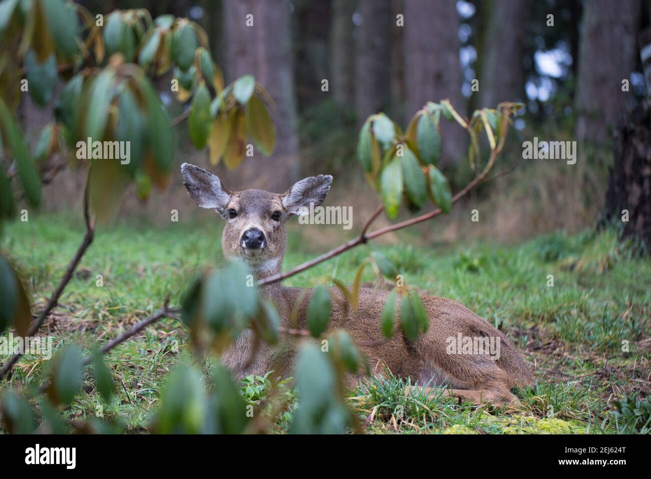 A deer lying in grass in Eugene, Oregon. Stock Photo
