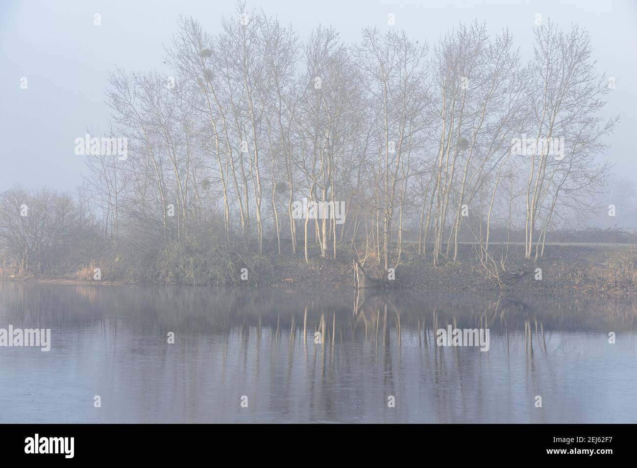Sun rays in the fog on the lake of Brumath, France - Trees on the lake shore appear in the morning fog. Stock Photo