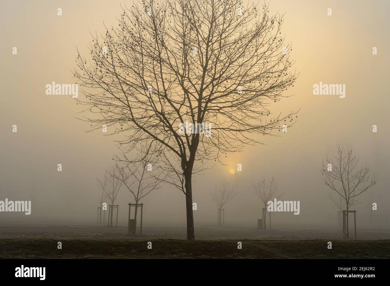 Lime tree in the morning fog. - Early morning on the amusement park of Brumath in Alsace, France. The sun appears through the fog. Stock Photo