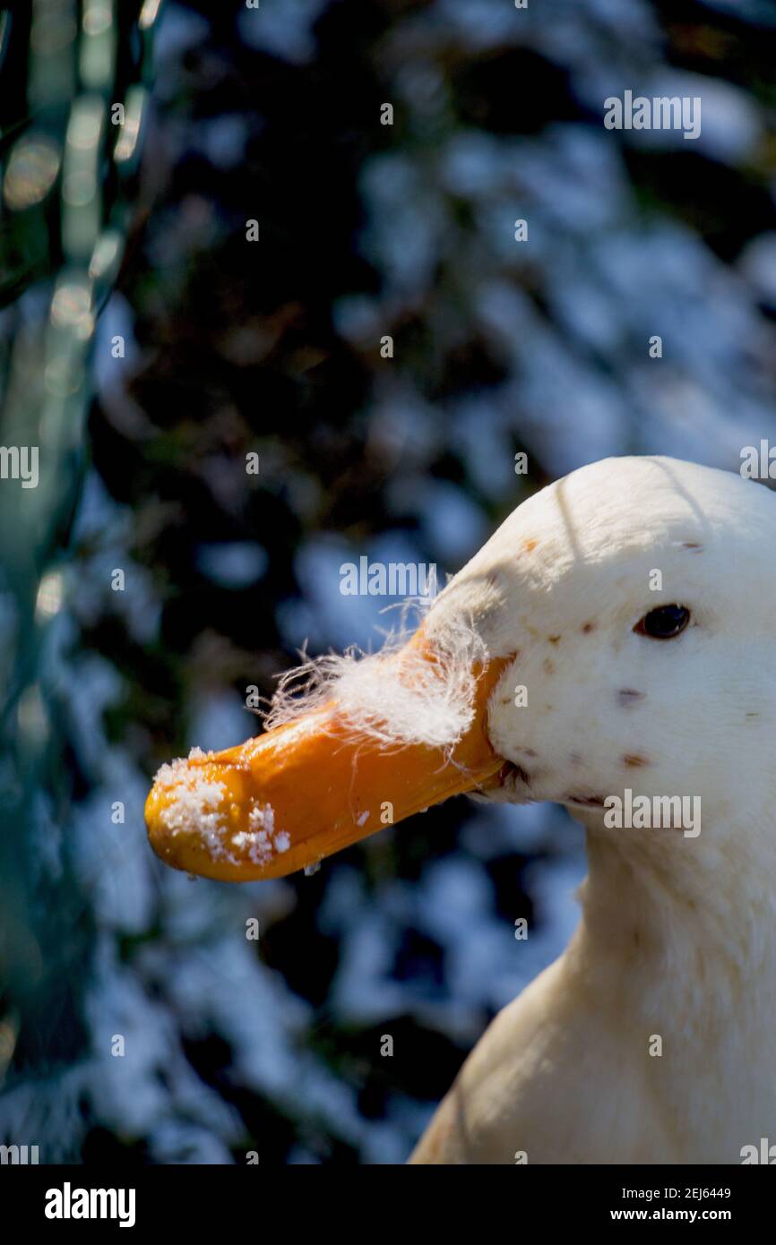 White duck are by the side of the pond Stock Photo Alamy