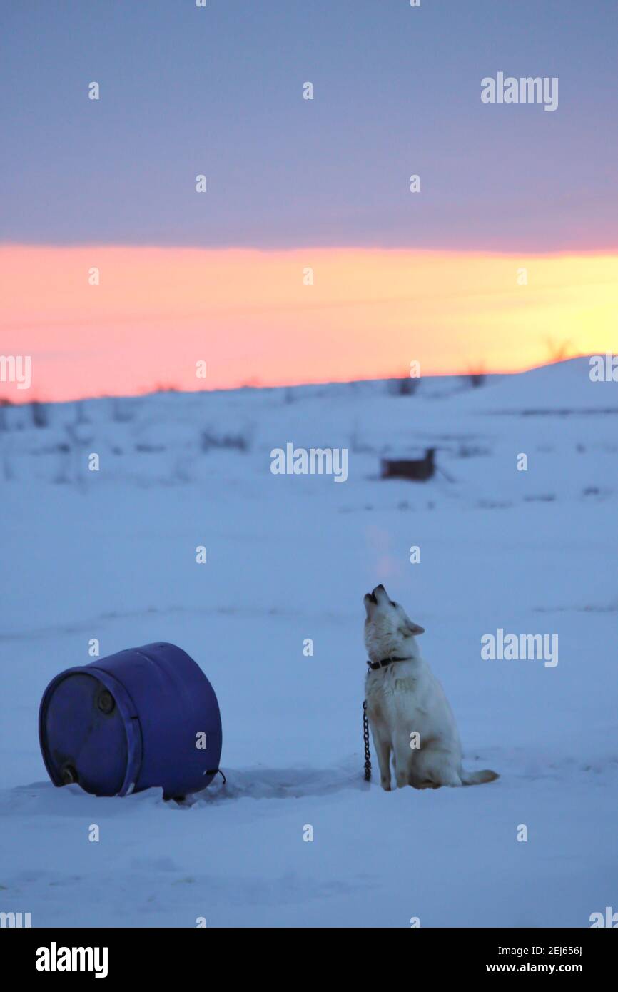 Lone white husky dog howling at sunrise, chained up to a container outdoors in the snow in winter, Tuktoyaktuk, Northwest Territories, Canada's Arctic Stock Photo