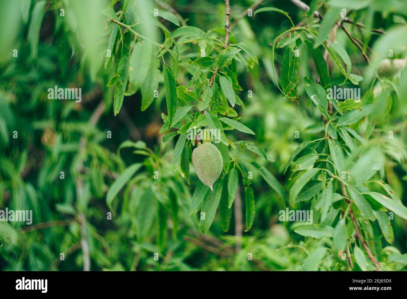 Green peach fruit on the tree in green leaves Stock Photo Alamy