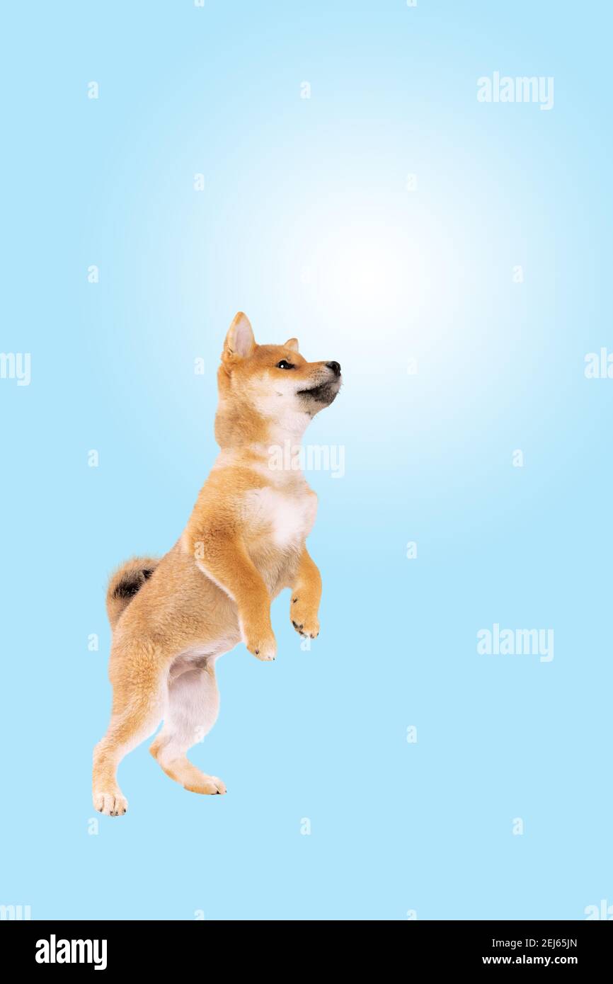 jumping shiba inu puppy dog in front of blue sky gradient background Stock Photo