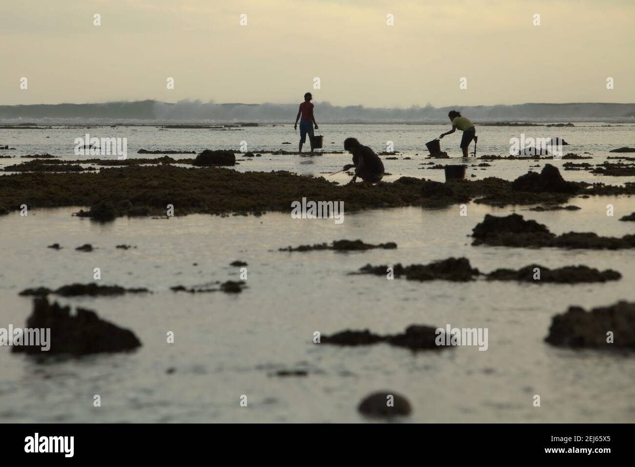 Young women silhouetted as they are collecting sea products during low tide—an alternative, seasonal food source in Sumba Island, East Nusa Tenggara, Indonesia. Stock Photo