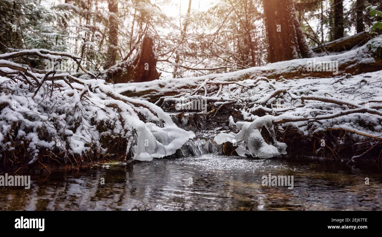 Beautiful Hiking Trail in the Forest Stock Photo - Alamy