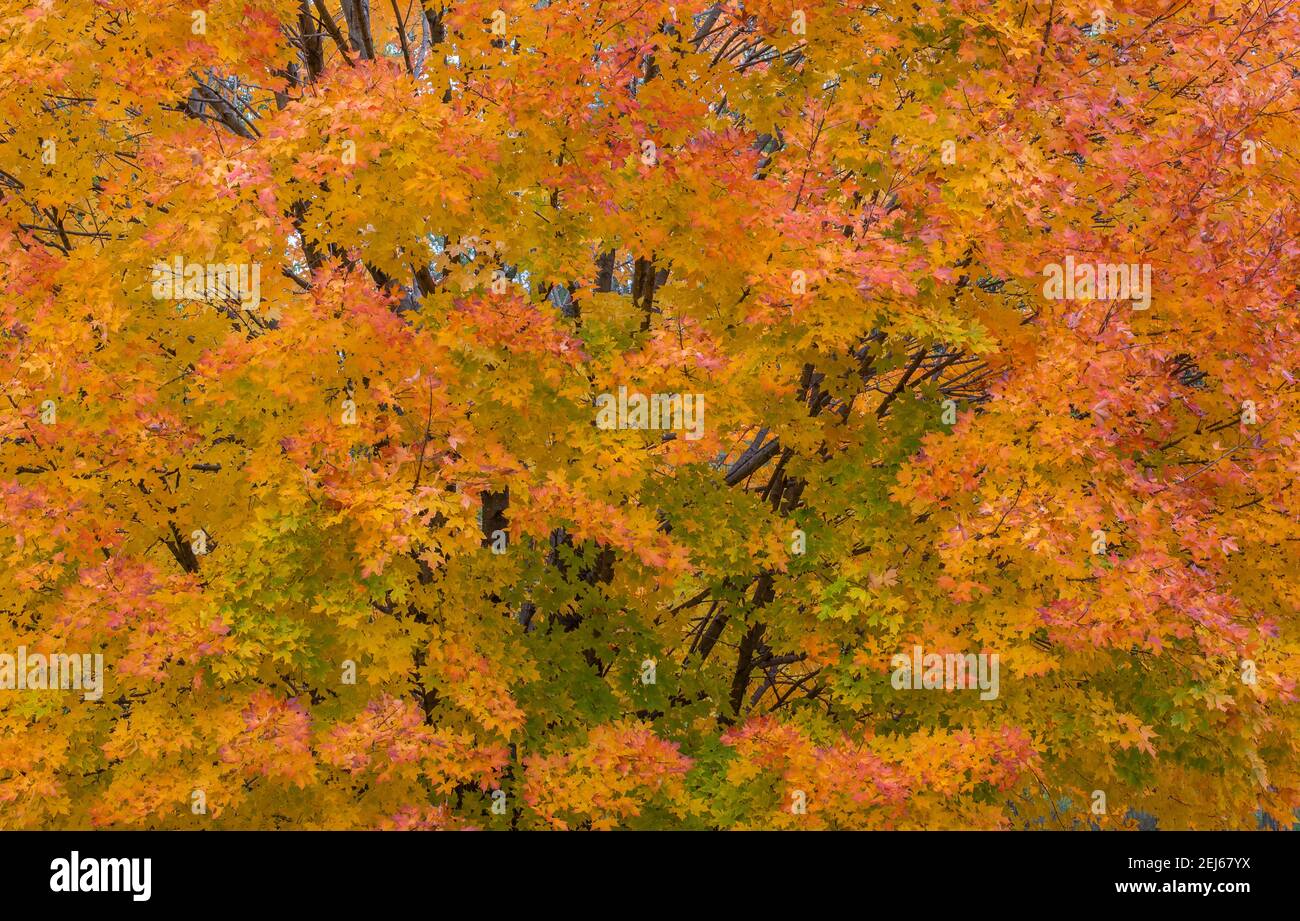 Black Maples (Acer nigrum) in Autumn colors, Eastern USA, by Bruce Montagne/Dembinsky Photo Assoc Stock Photo