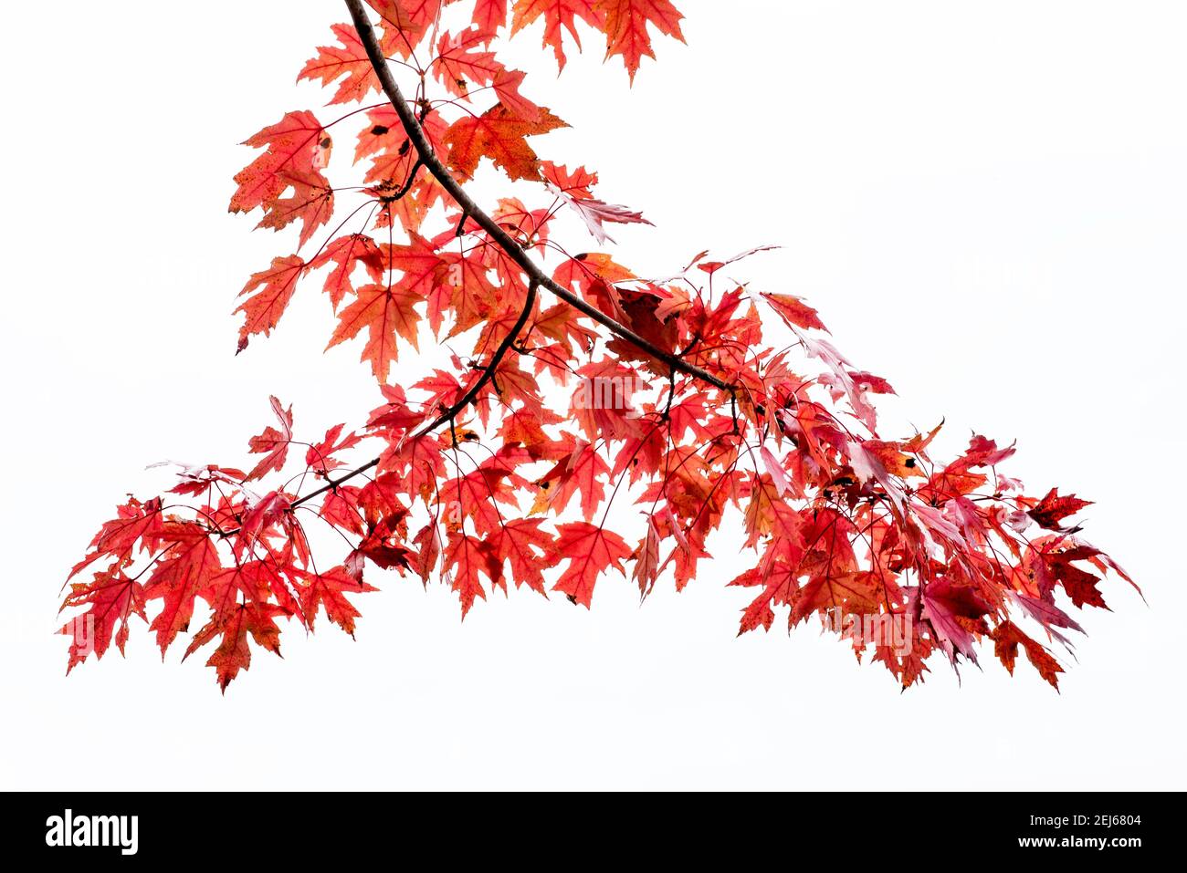 Silver Maple (Acer saccharinum), in Autumn colors, E USA, by Bruce Montagne/Dembinsky Photo Assoc Stock Photo