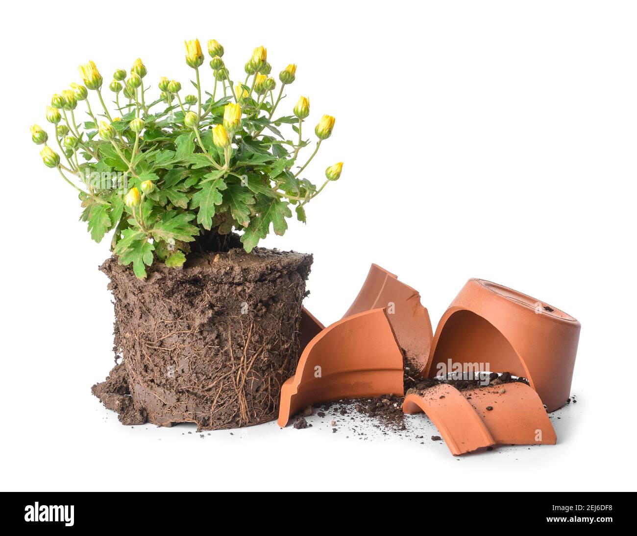Broken flower pot and plant on white background Stock Photo - Alamy