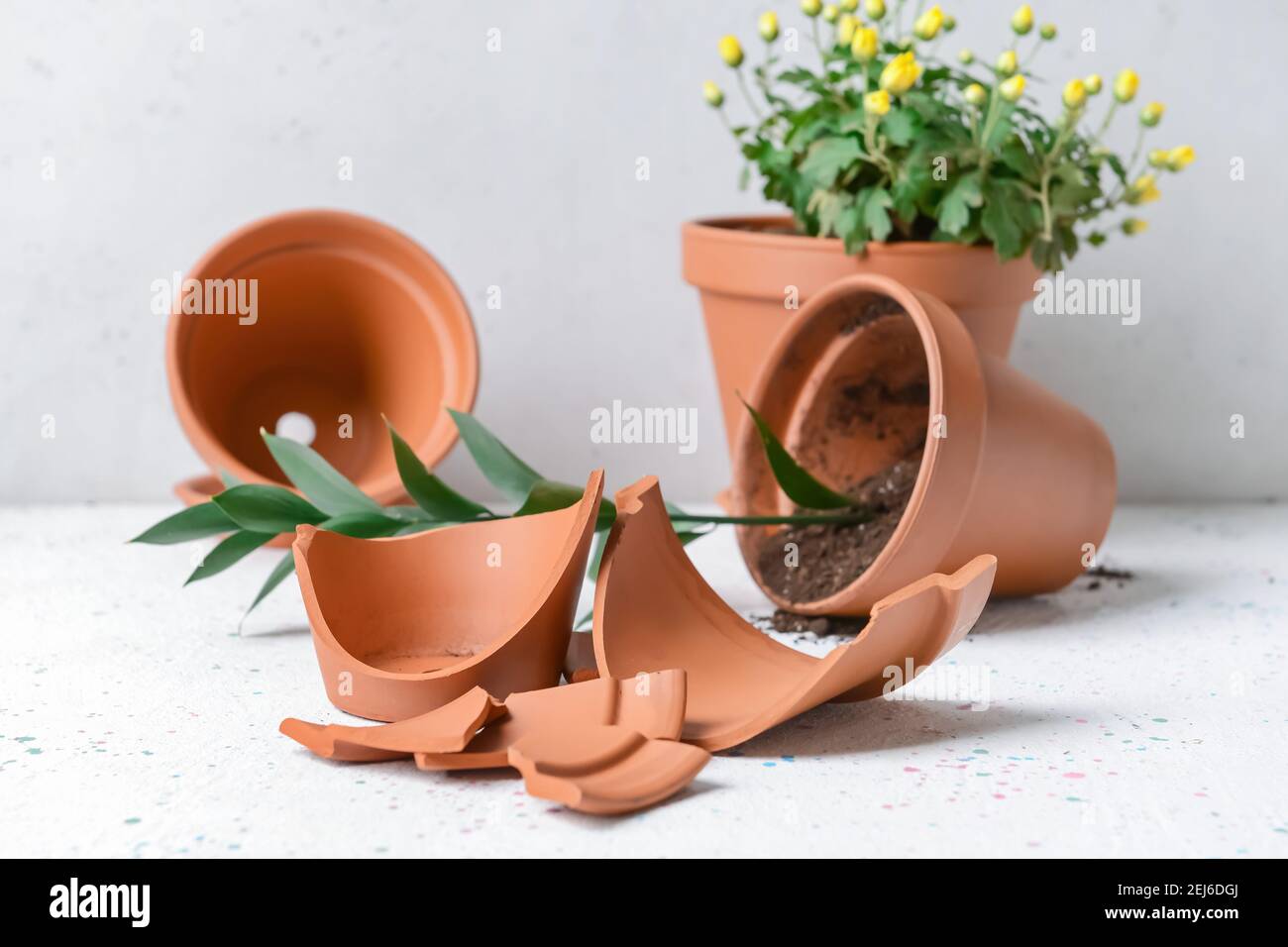 Broken and whole flower pots on light background Stock Photo Alamy
