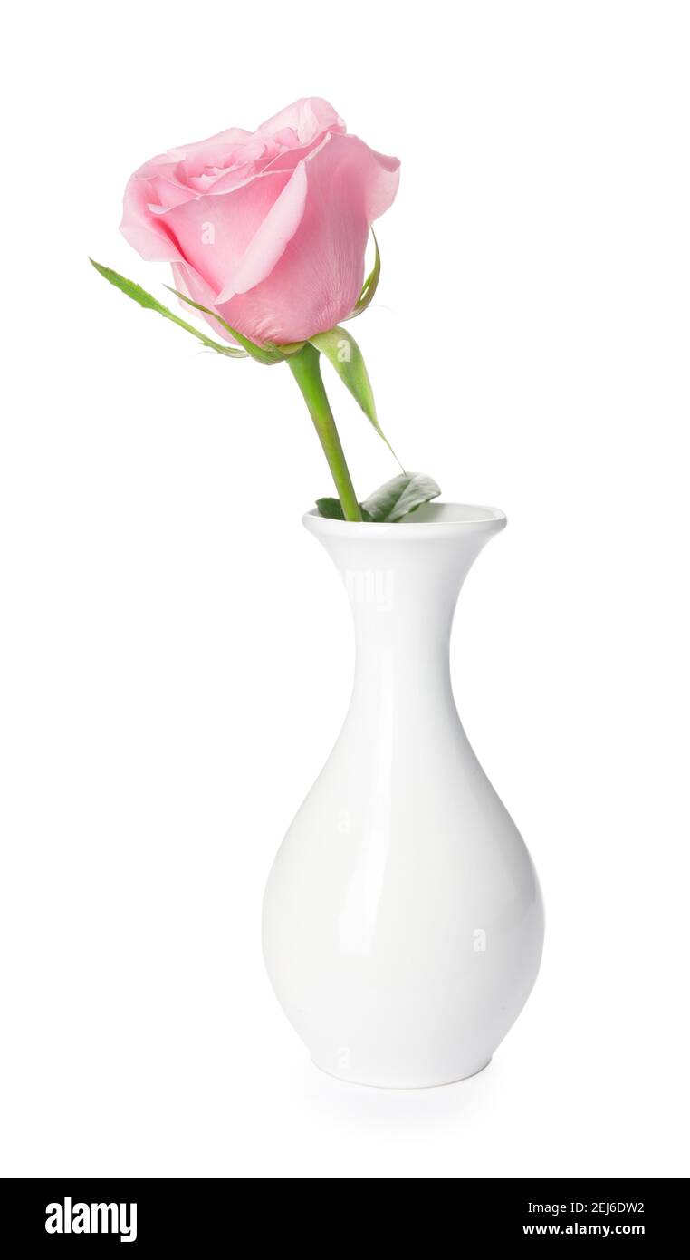 Beautiful pink rose in vase on white background Stock Photo - Alamy
