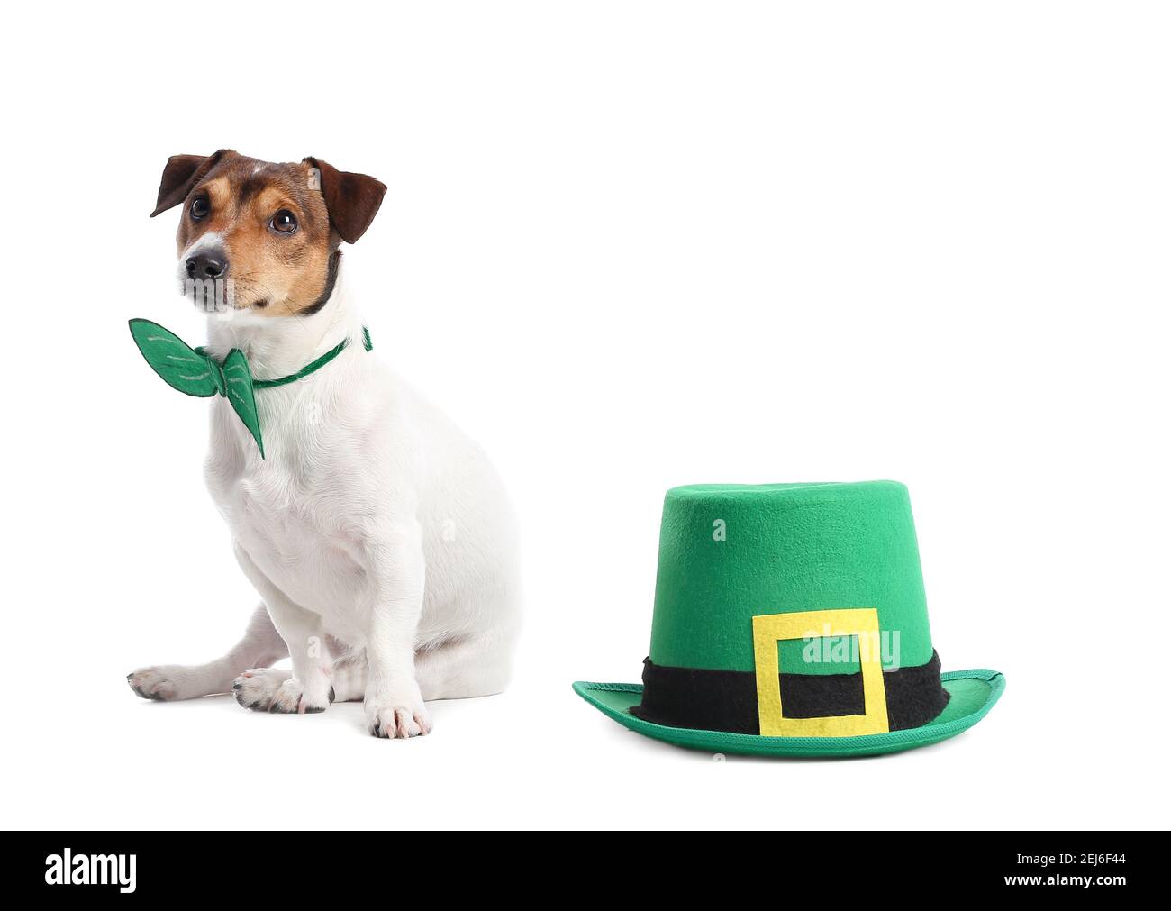 Cute dog with green hat on white background. St. Patrick's Day