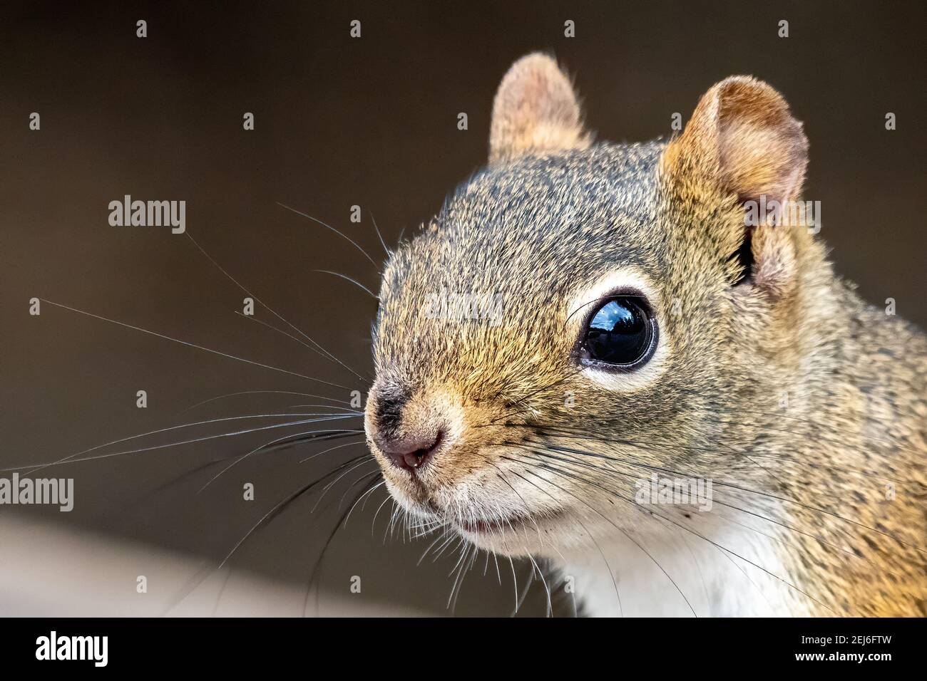 Squirrel face hi-res stock photography and images - Alamy
