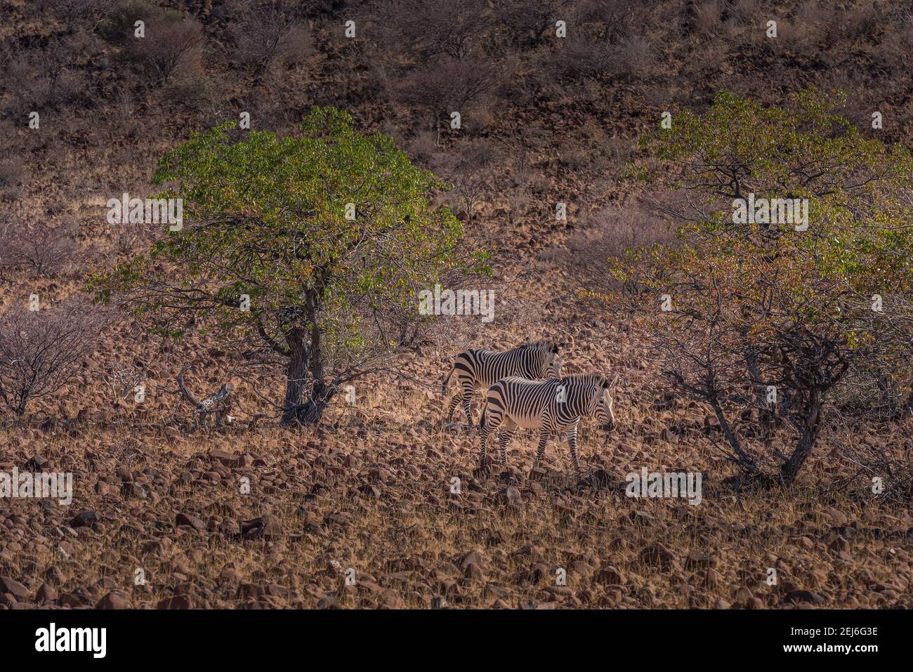 Desert zebra hi-res stock photography and images - Alamy