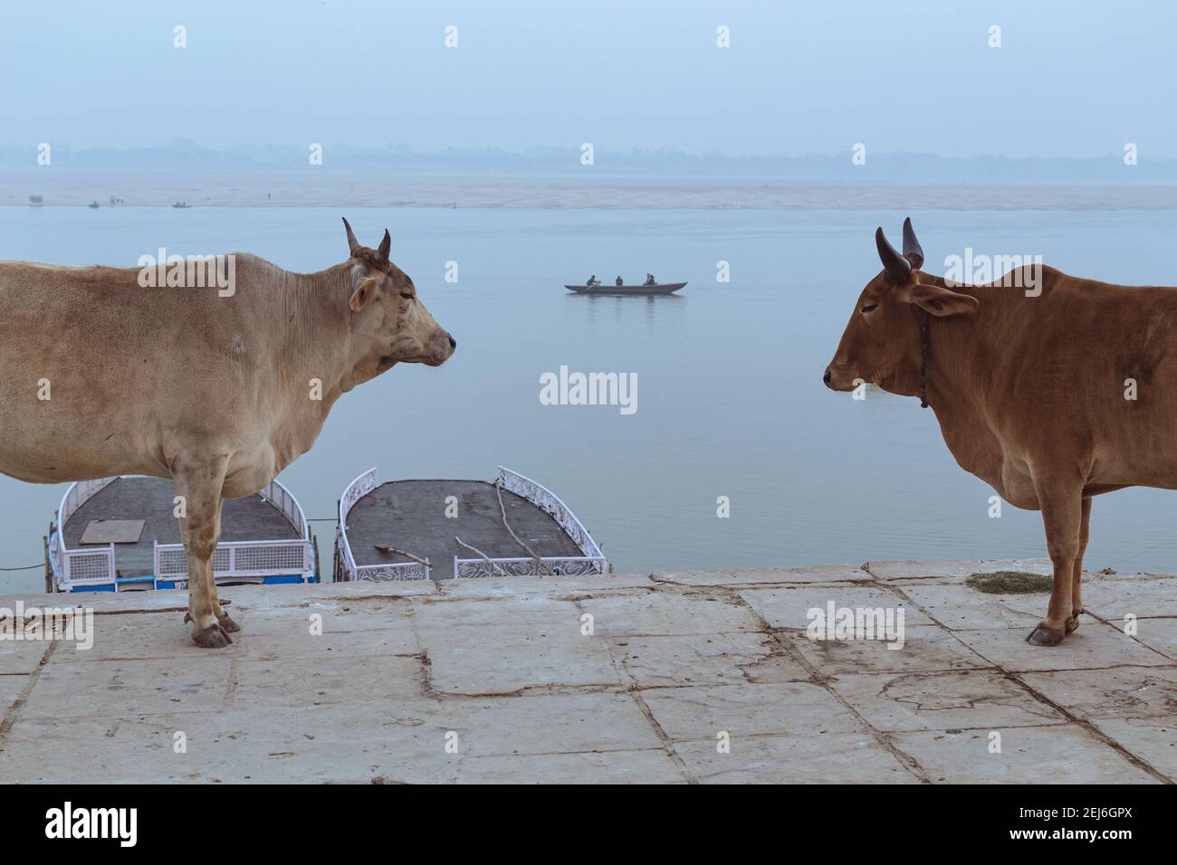 Typical scene in Varanasi, India: Indian cows in ancient embankment and a boat sailing on the Ganges River in the background. Stock Photo