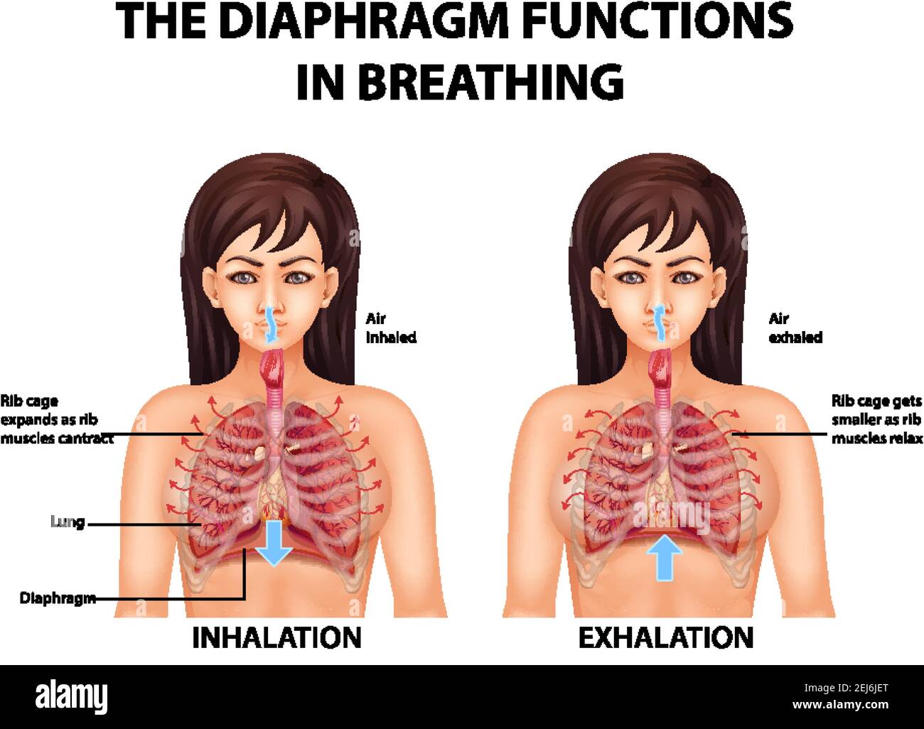 The diaphragm functions in breathing illustration Stock Vector