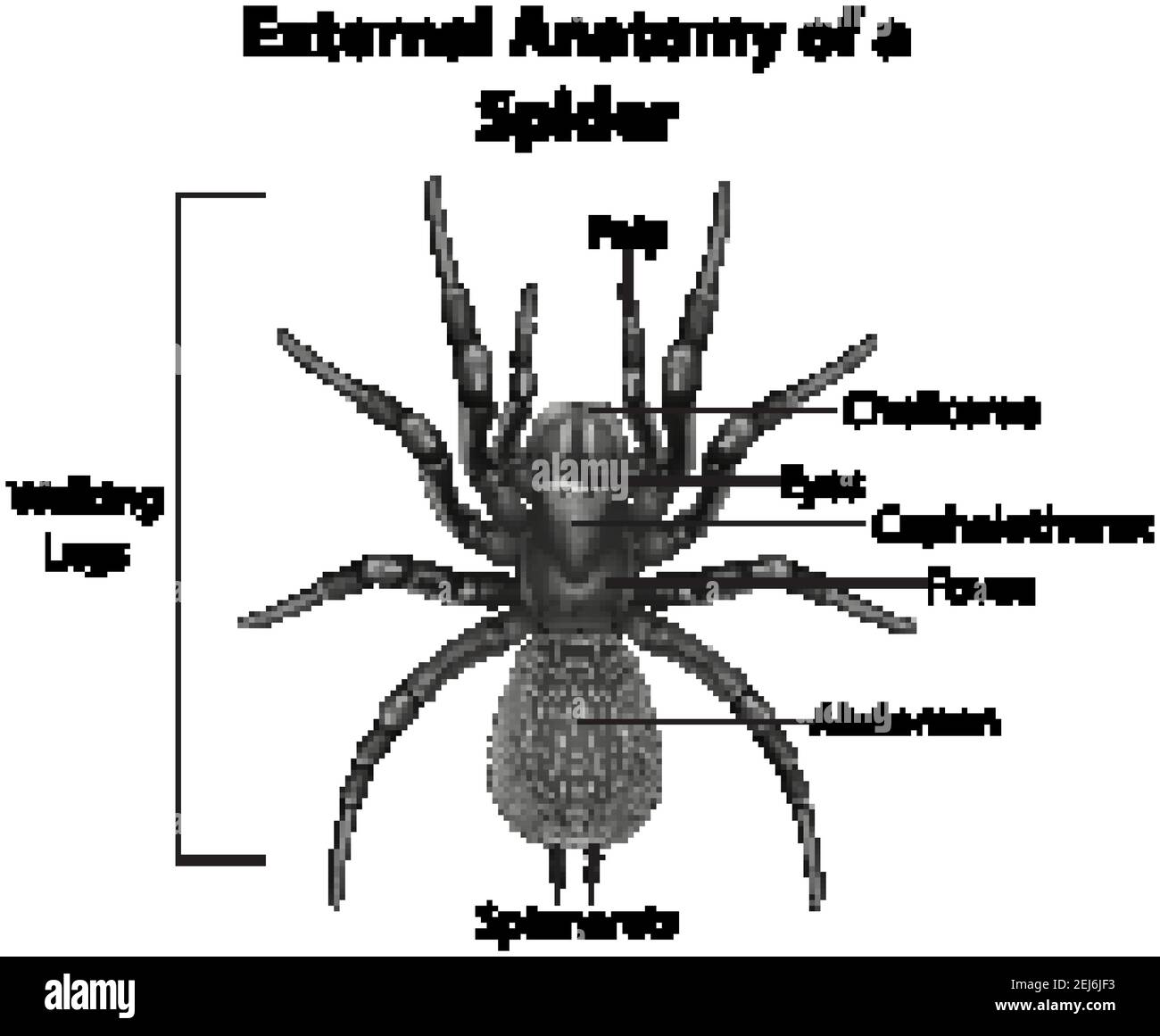 External Anatomy of a Spider on white background illustration Stock Vector