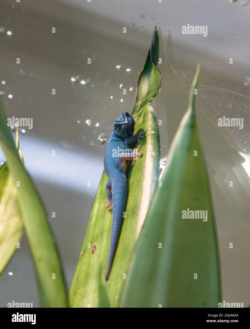 A juvenile male electric blue (Lygodactylus williamsi). It is a