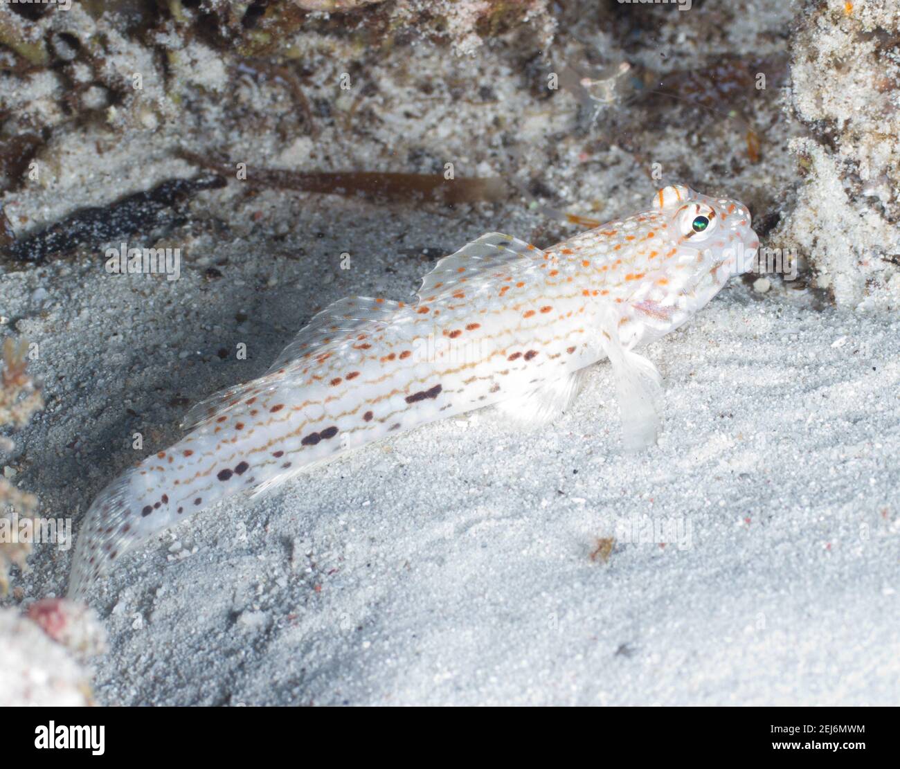 Spotted Sand Goby a.k.a. the Rigilius goby (Istigobius rigilius). Stock Photo