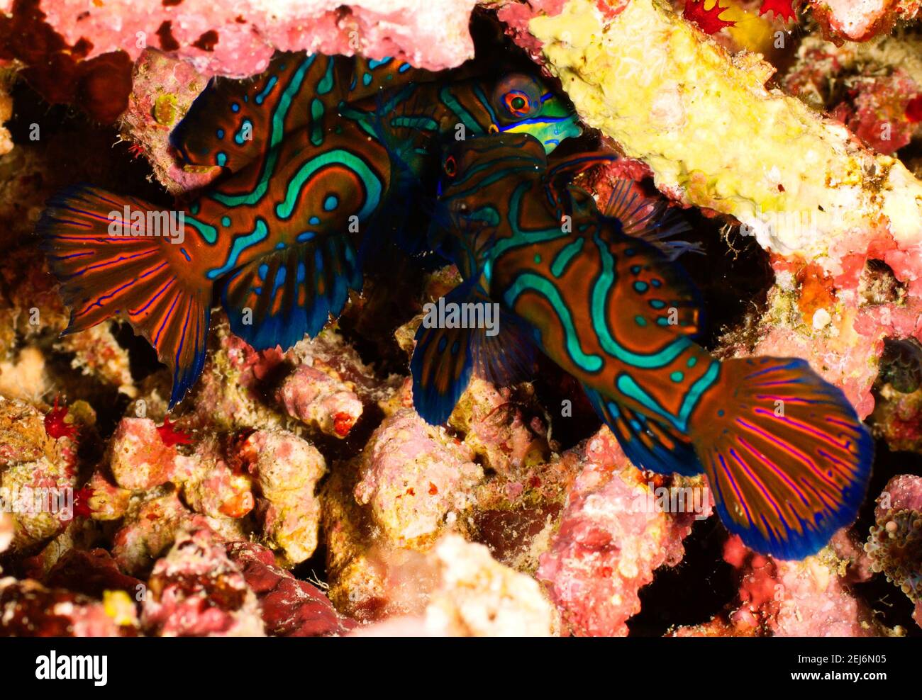 Pom Pom Island Malaysia Two Mandarin fish or Mandarin dragonet (Synchiropus splendidus) fighting. Stock Photo