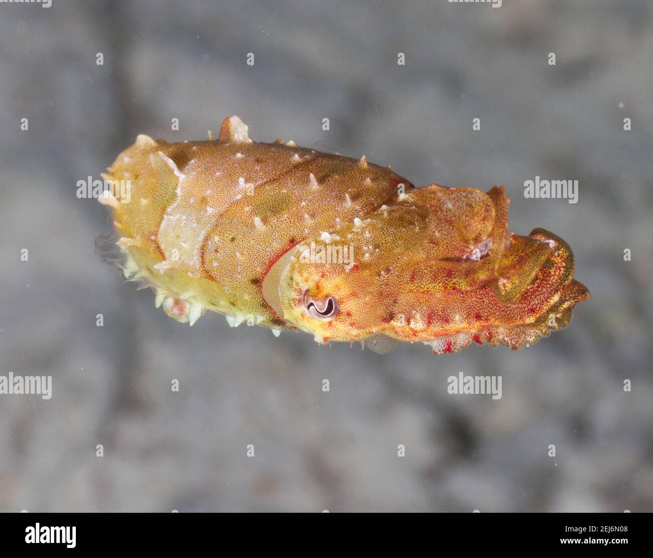 Sipadan Malaysia : Stumpy-spined cuttlefish (Sepia bandensis). Stock Photo