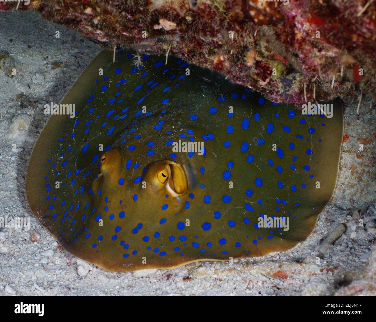 Blue-spotted Fantail Ray (Taeniura lymma). Stock Photo