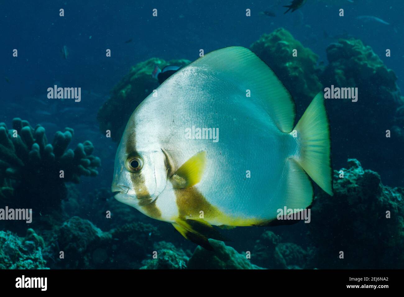 Sipadan Malaysia : Orbicular batfish (Platax orbicularis). Stock Photo
