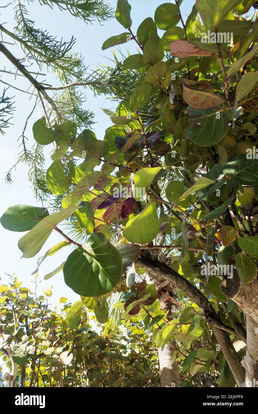 Coccoloba uvifera - sea grape tree. Stock Photo