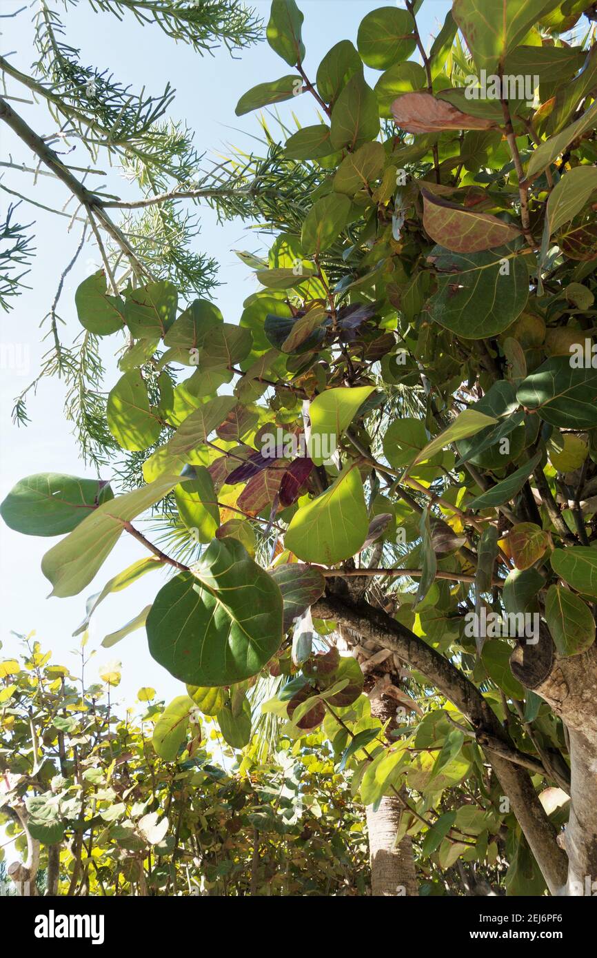 Sea Grape Tree High Resolution Stock Photography And Images Alamy Sea Grape Tree High Resolution Stock Photography And Images Alamy