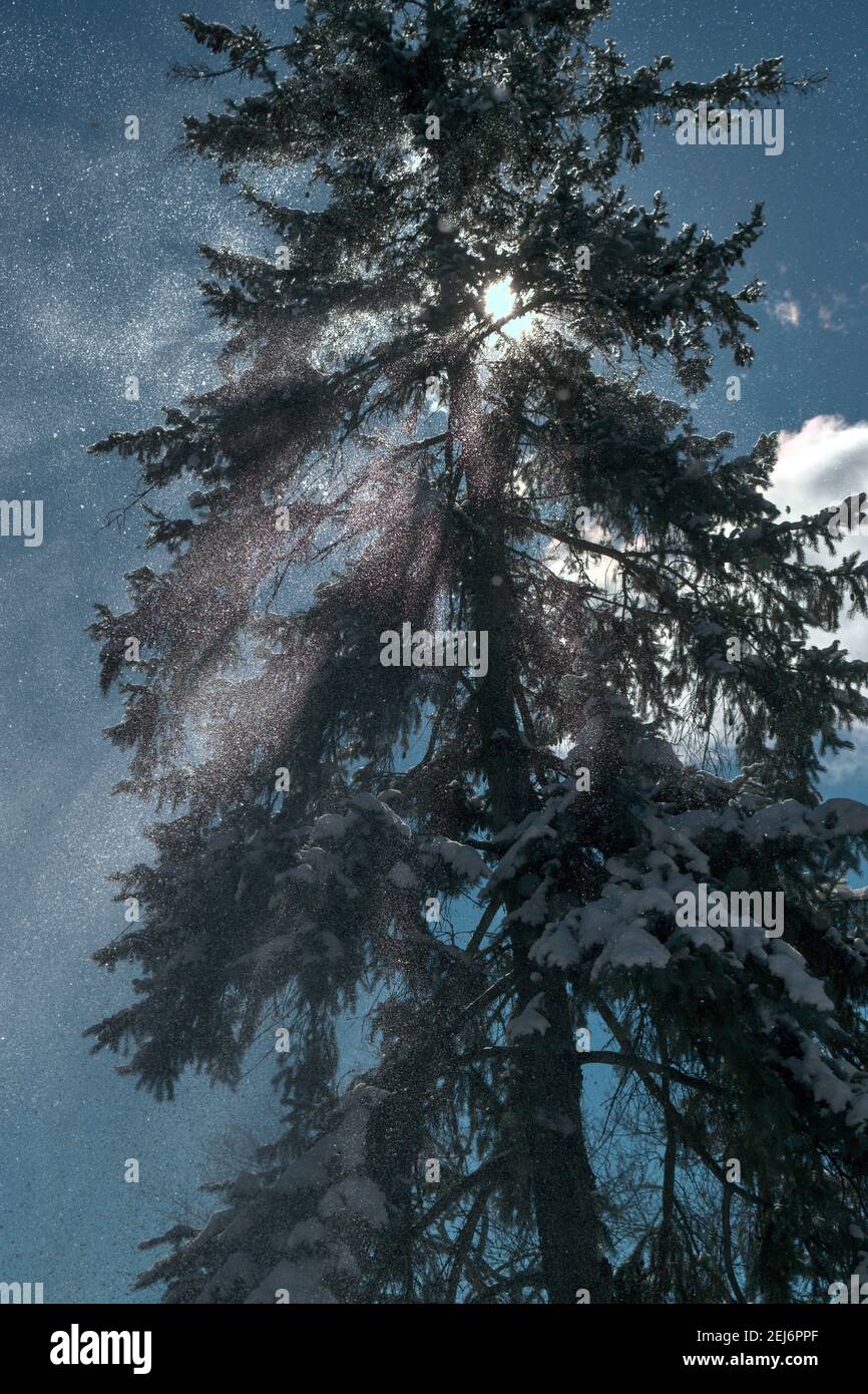 Tall fir tree hi-res stock photography and images - Alamy