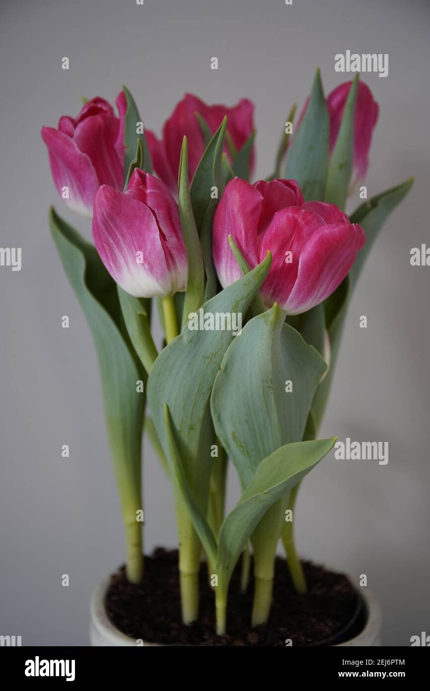 The picture of Pink and White Tulip on the pot Stock Photo