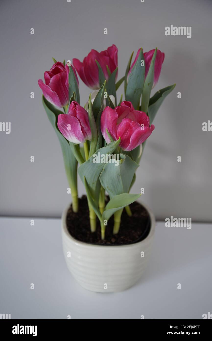 The picture of Pink and White Tulip on the pot Stock Photo