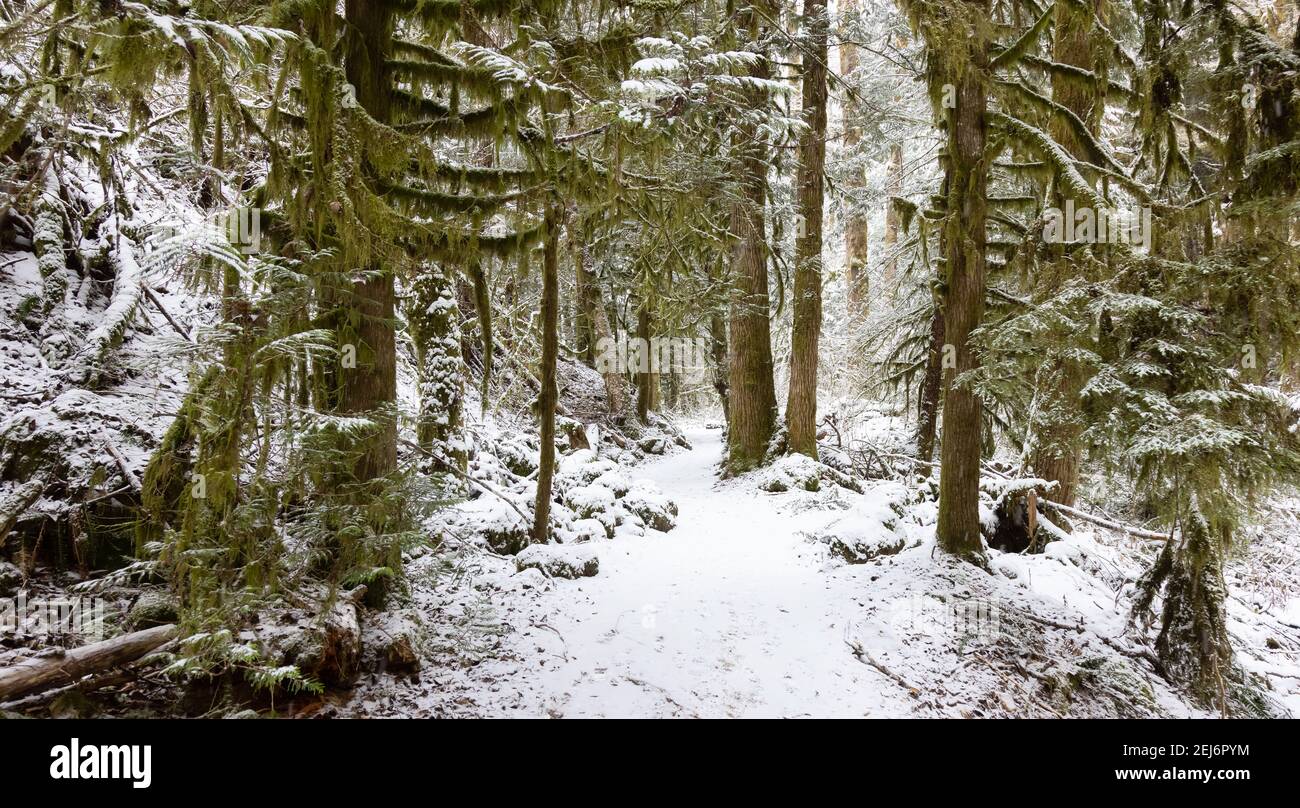 Beautiful Hiking Trail in the Forest Stock Photo - Alamy