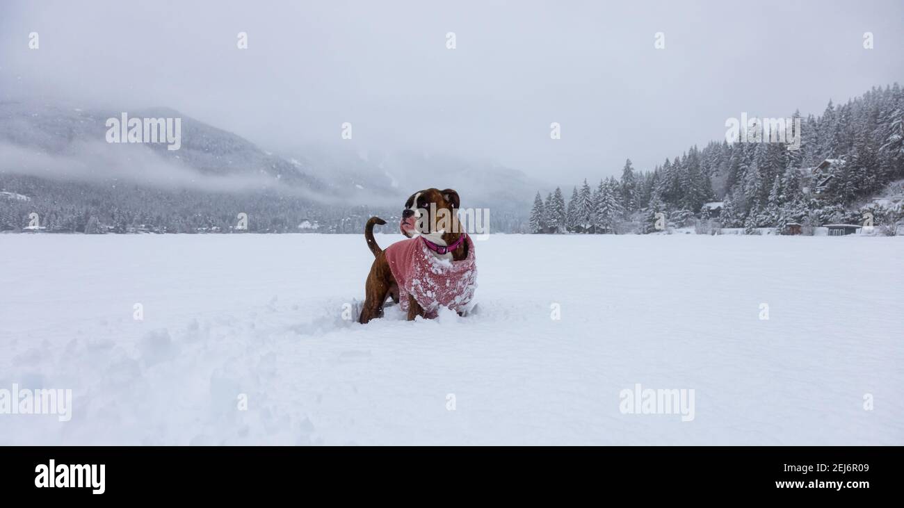 Dog playing in the snow Stock Photo - Alamy