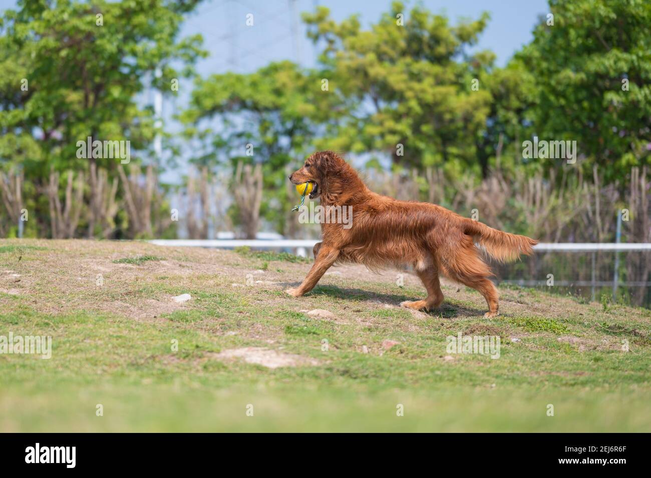 Golden Retriever playing on the grass Stock Photo - Alamy
