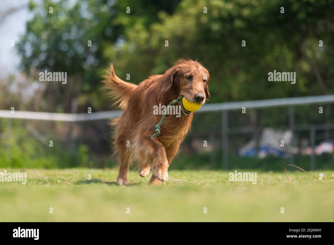 Golden Retriever playing on the grass Stock Photo - Alamy
