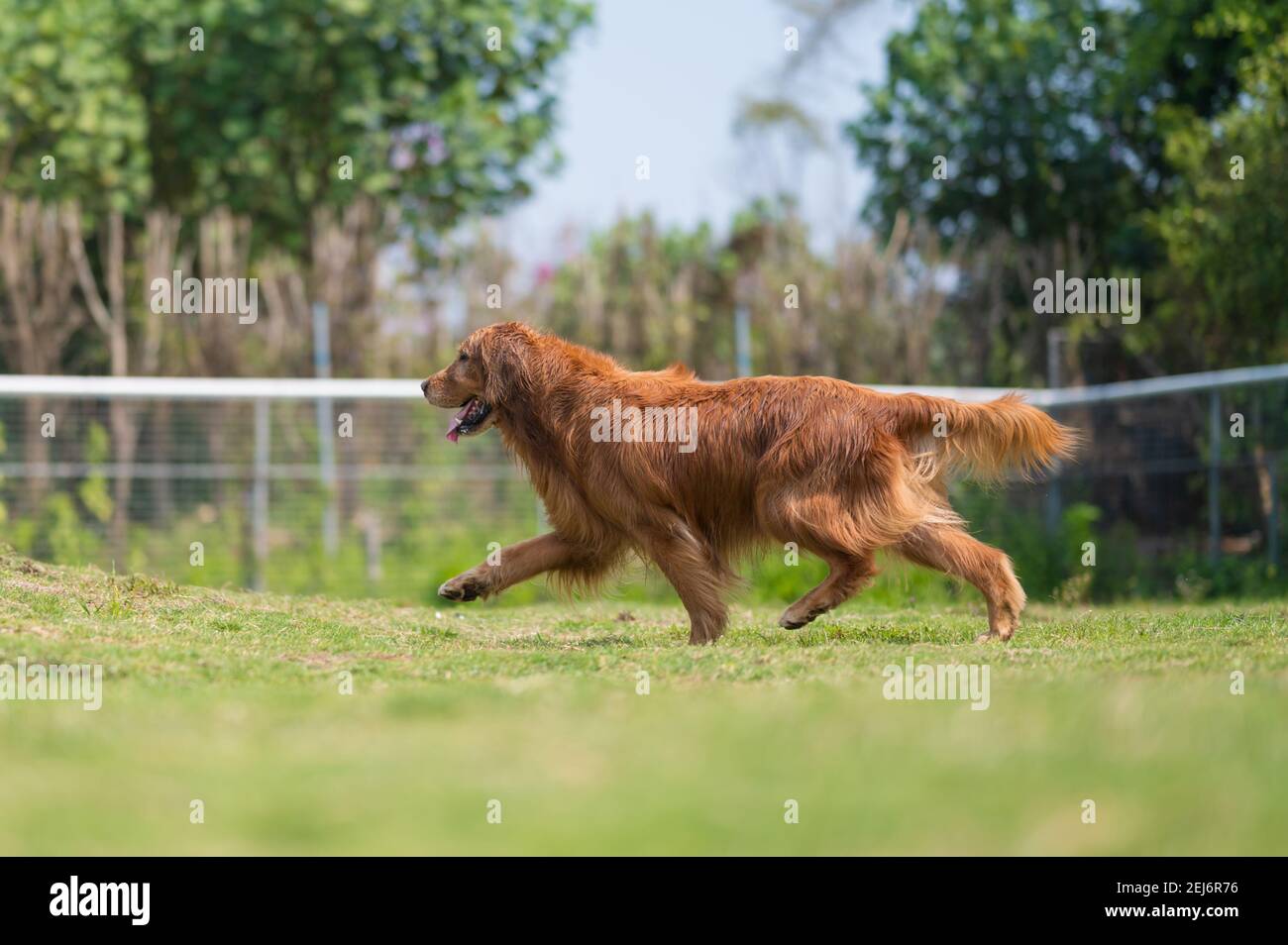 Golden Retriever running on the grass Stock Photo - Alamy