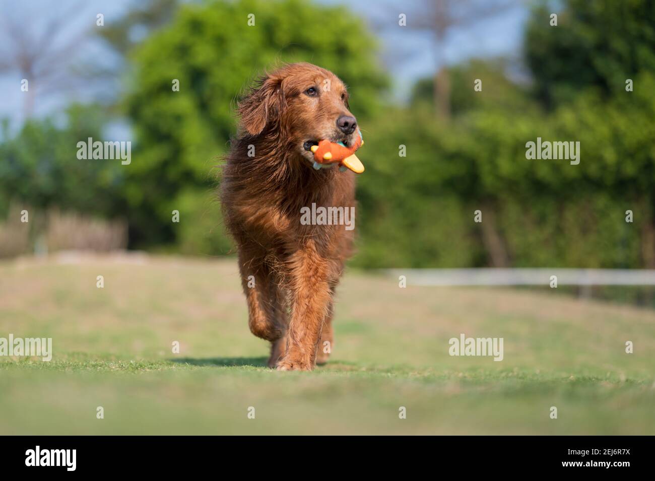 Golden Retriever playing on the grass Stock Photo - Alamy