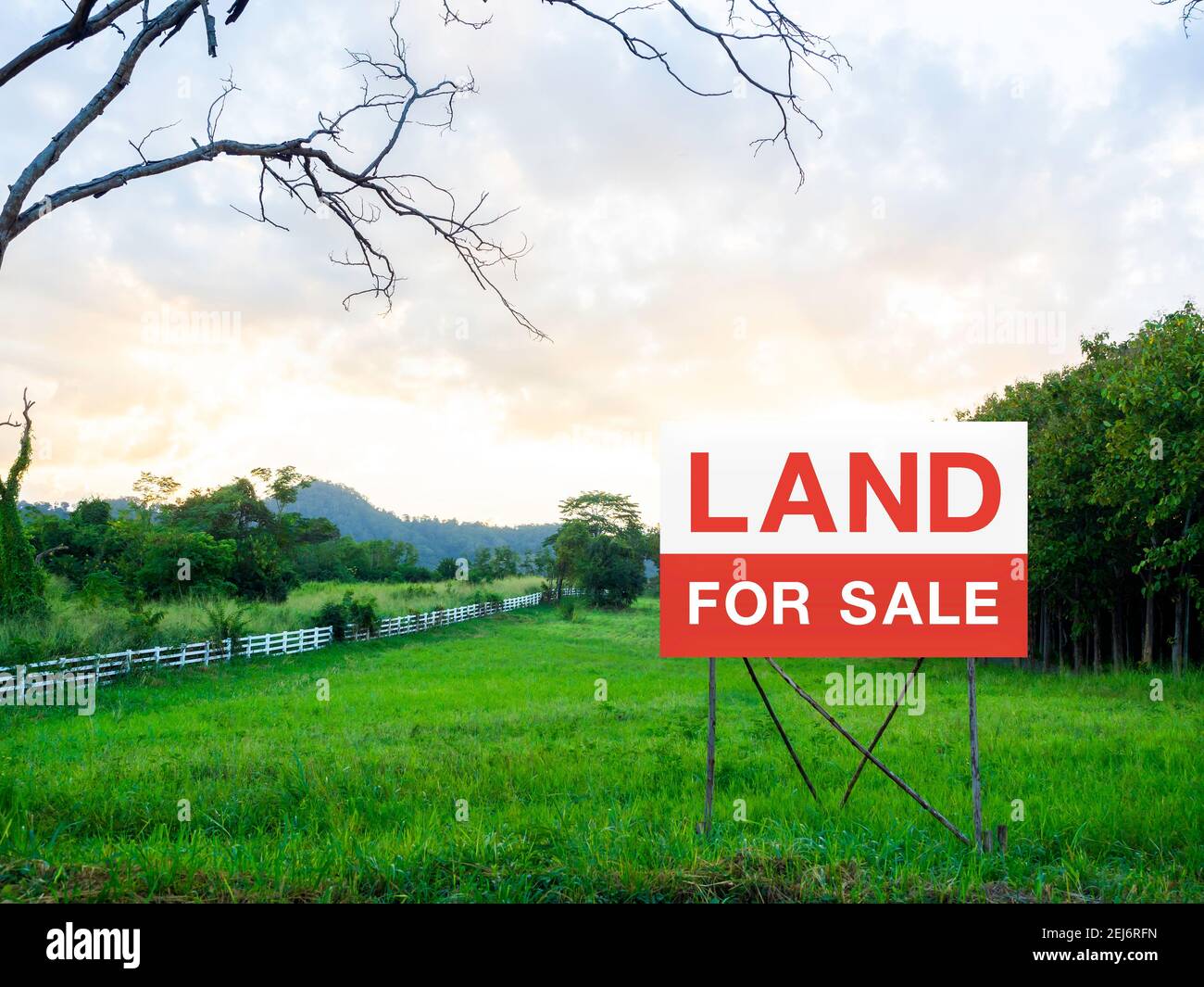 Land for sale sign on empty land, green meadow near the tree and
