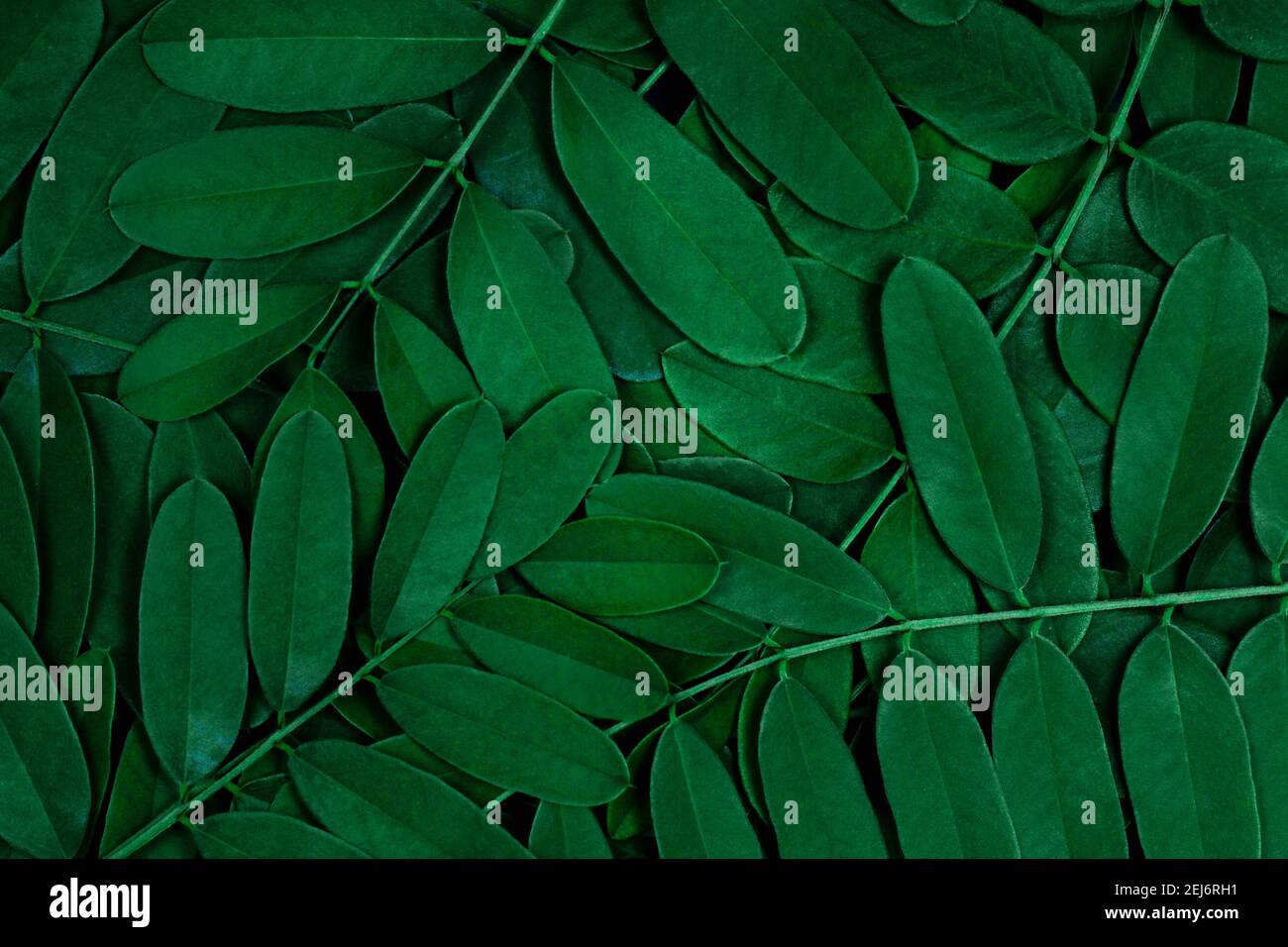 Green leaves pattern background with dark green leaves, fresh flat
