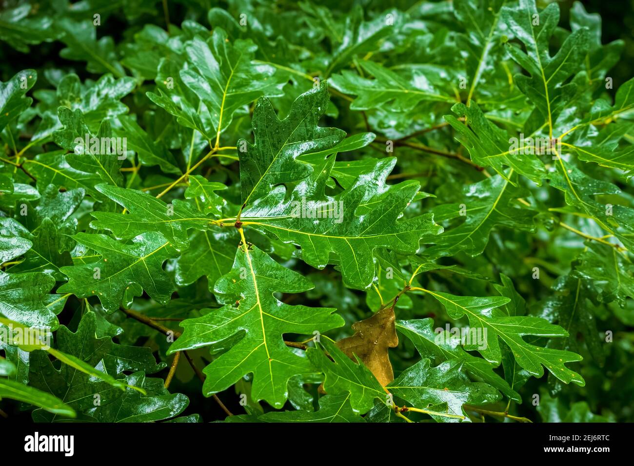Shiny, wet, and very green foliage of a White Oak tree (Quercus alba