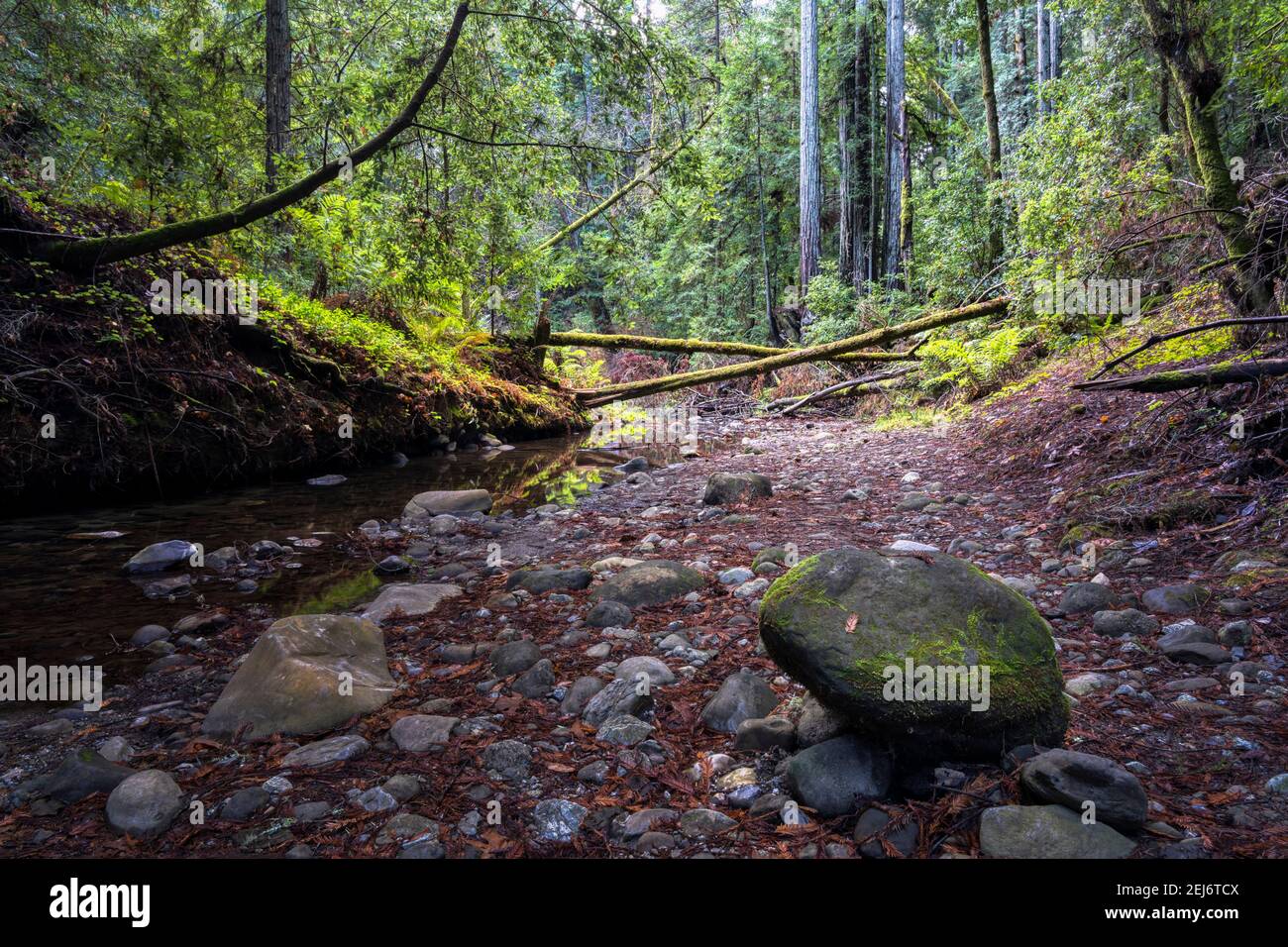 Forest Stream Stock Photo