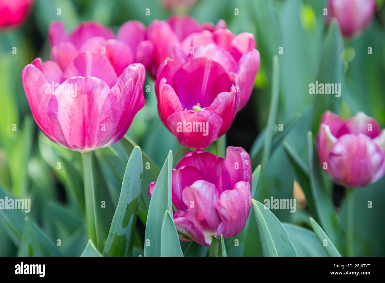 Fresh colorful tulip flowers in the garden at spring day Stock Photo ...