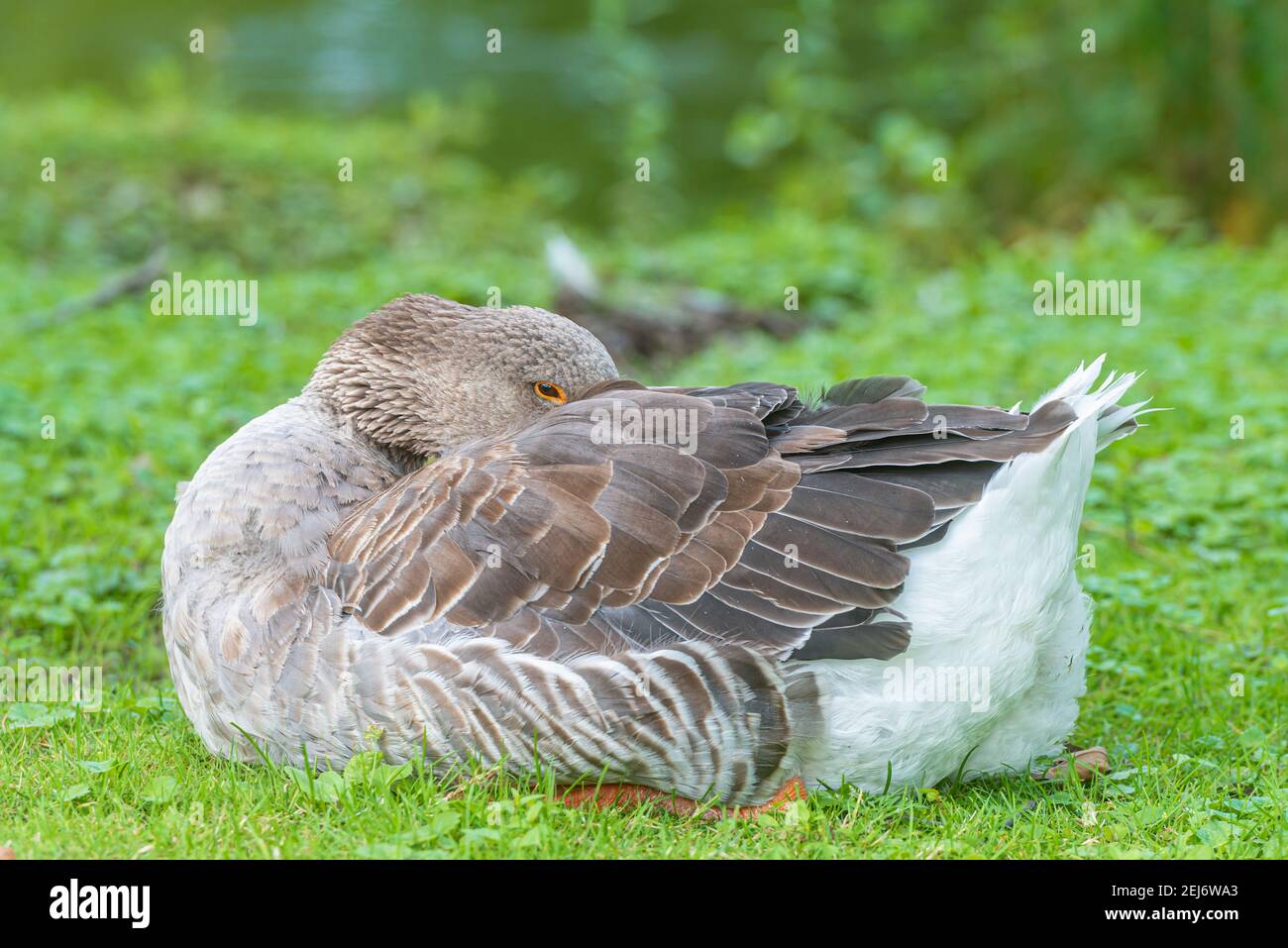 Greylag goose laying down with head laid on back. Stock Photo