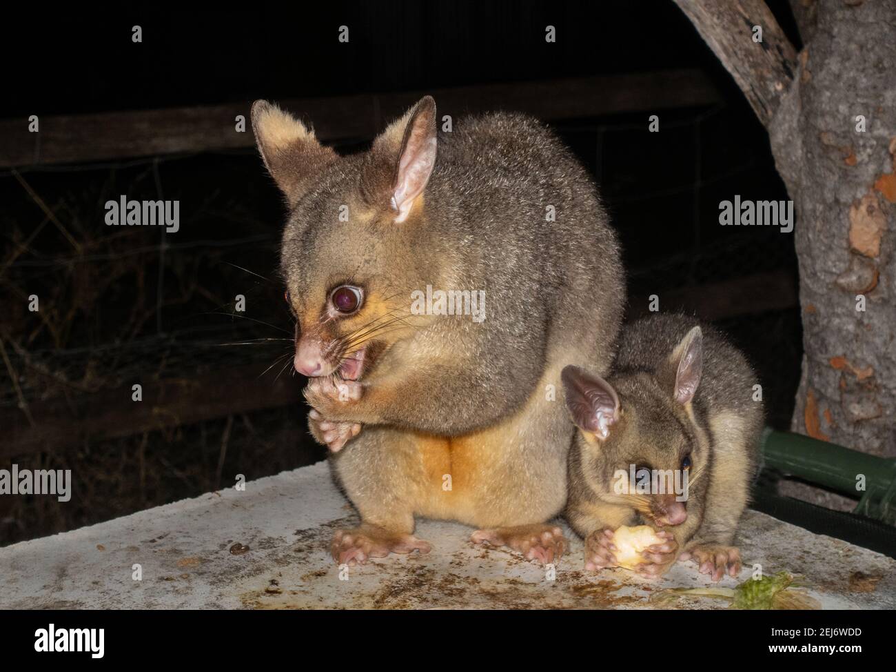 Mother Brush tailed Possum with Baby. Stock Photo
